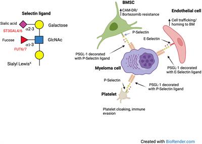 Hypersialylation and multiple myeloma